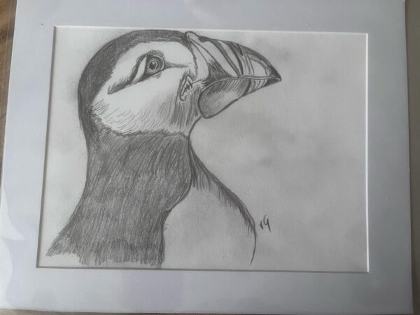 Graphite Puffin